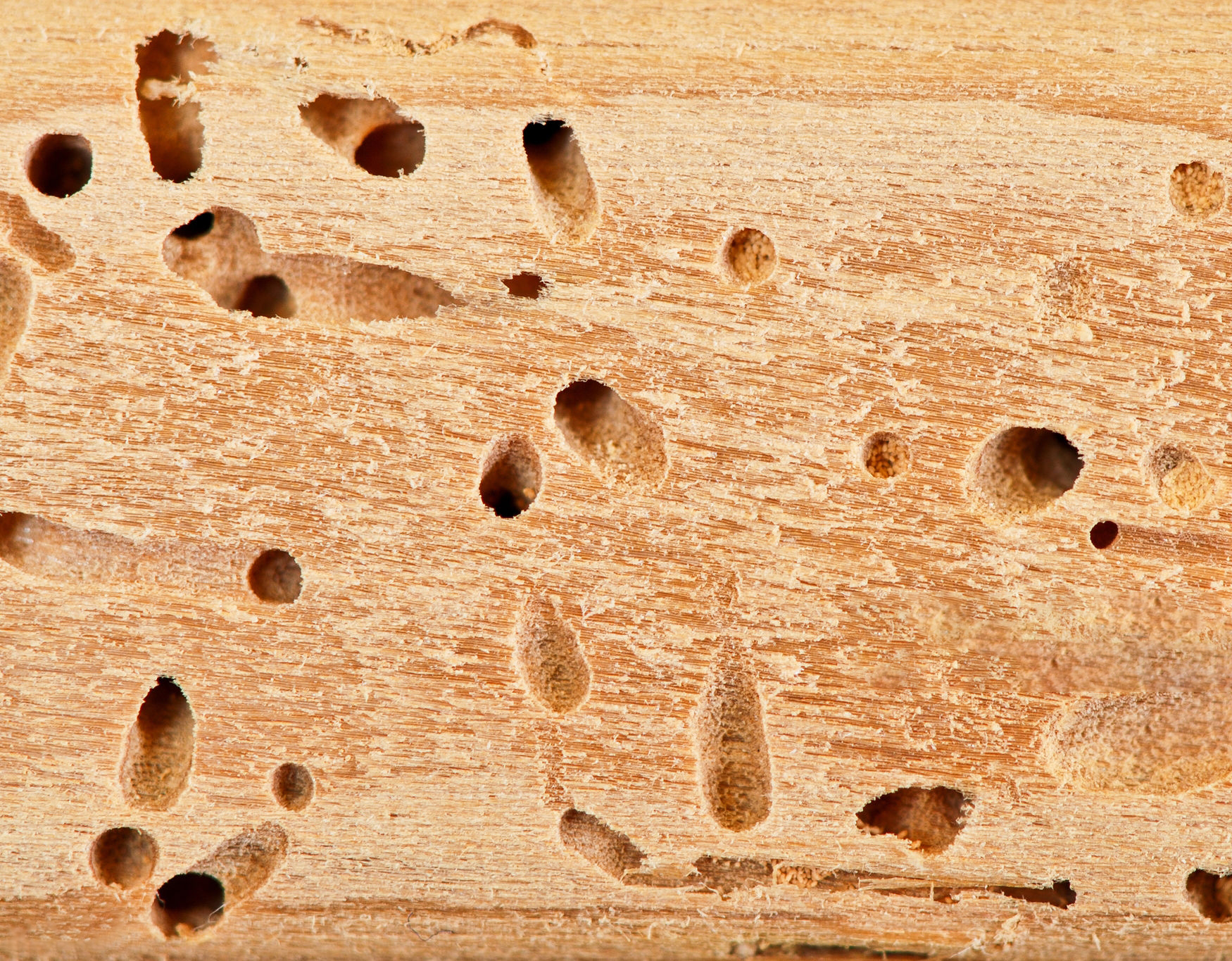 TERMITE CONTROL